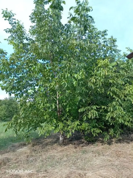 20 sot Torpaq Satılır, Ağdaş — Torpaq, Ağdaş (3)