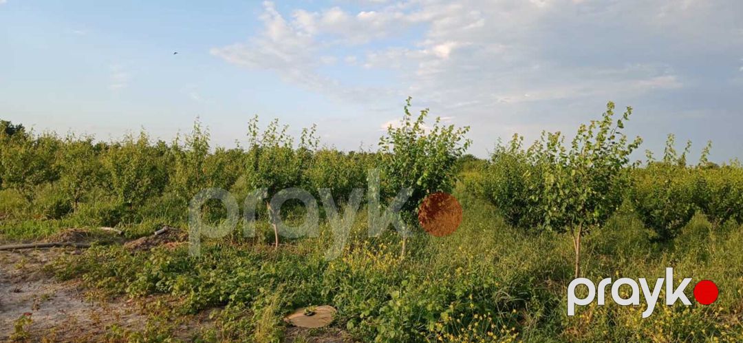 436 sot torpaq sahəsi, Quba r — Torpaq, Quba (4)