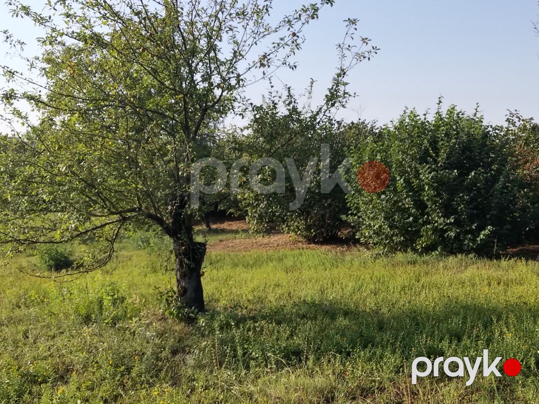 50 sot torpaq sahəsi, Həzrə k — Torpaq, Qəbələ (5)