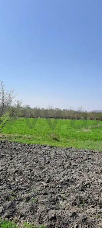 219 sot Torpaq Satılır, Zaqatala — Torpaq, Zaqatala (4)