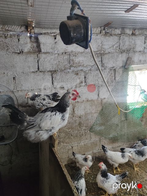 Serebrist cücələri — Bakı