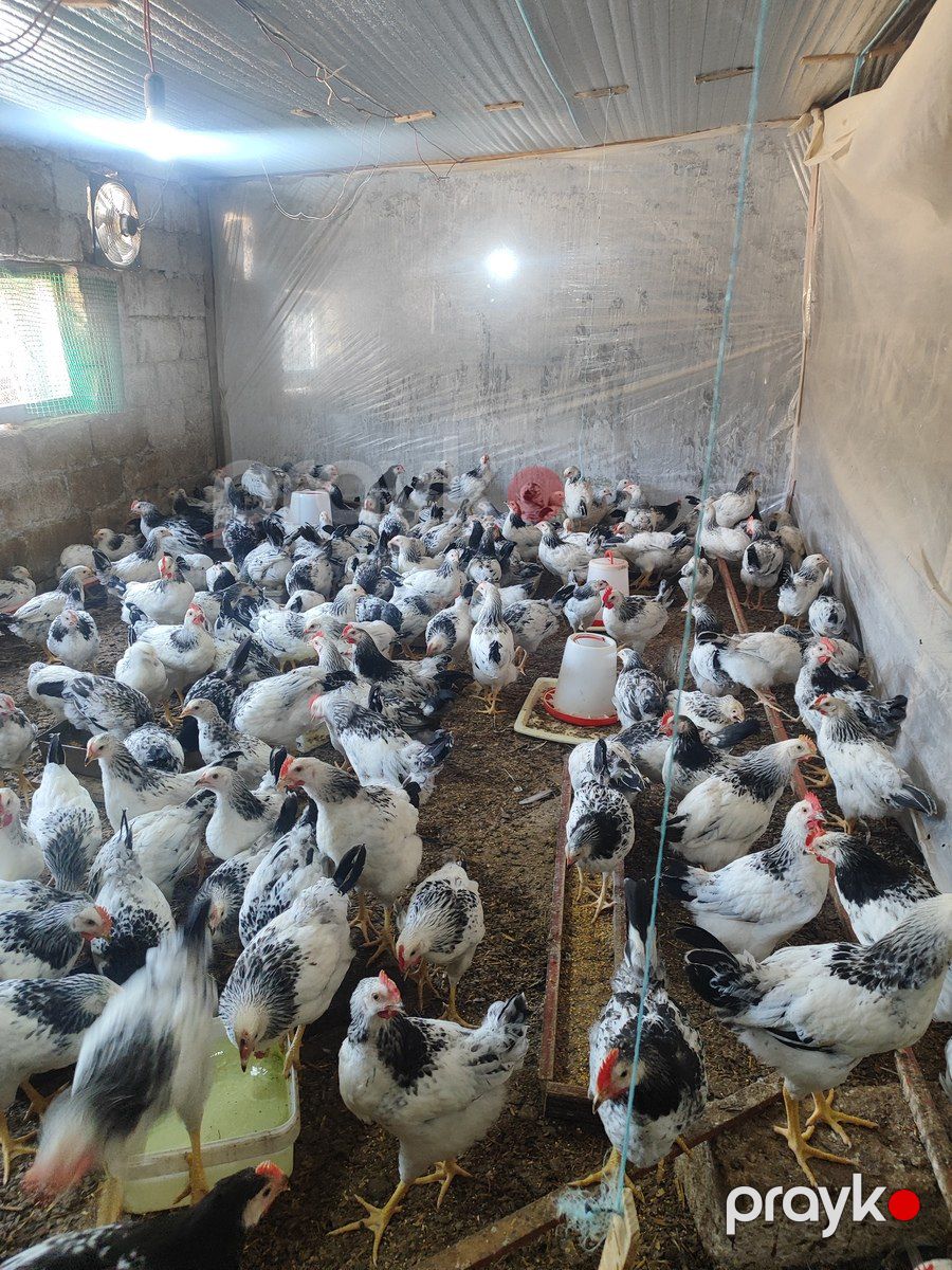 Serebrist cücələri — Quşlar, Bakı (3)