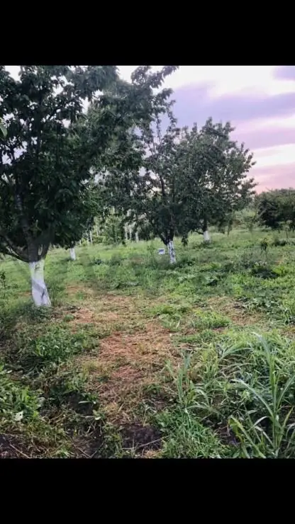 48 sot Torpaq Satılır, Xaçmaz — Torpaq, Xaçmaz (3)