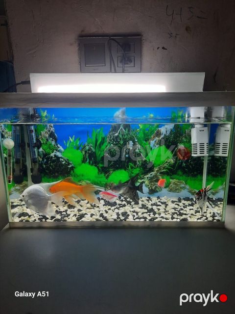 Akvarium — Bakı