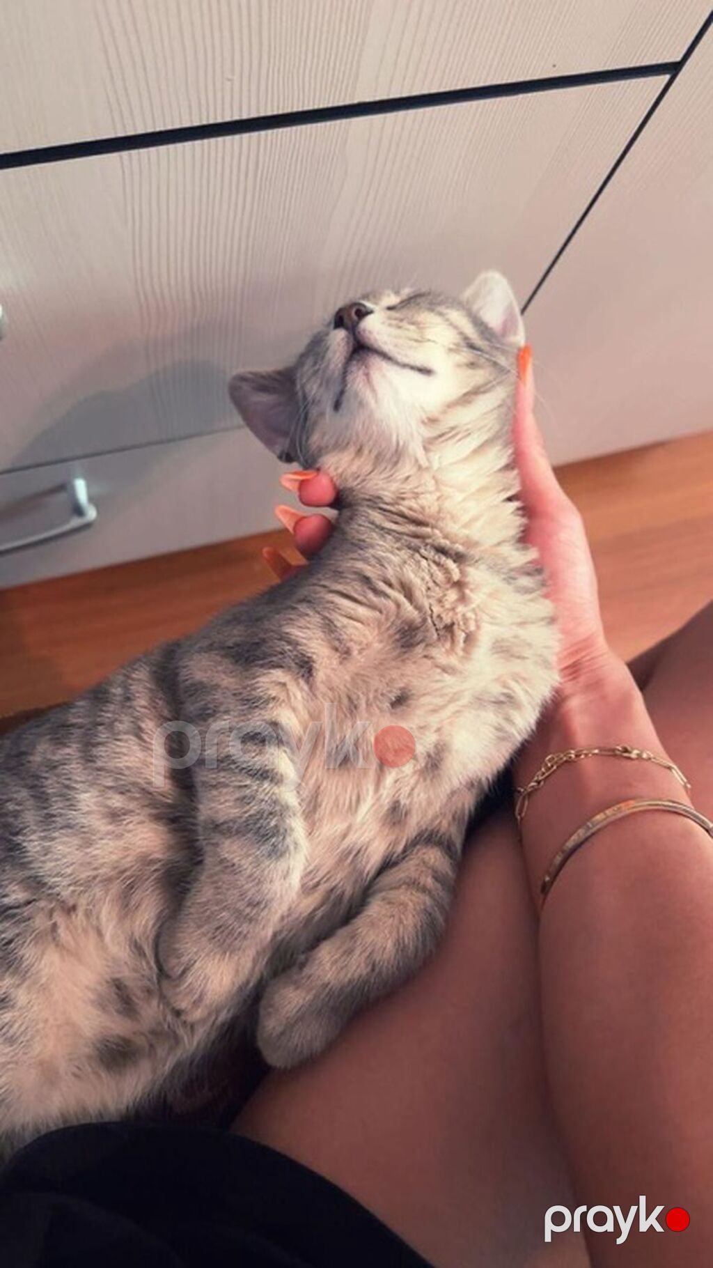 Tabbi, Erkək, Yaxşı əllərə — Pişiklər, Bakı (3)