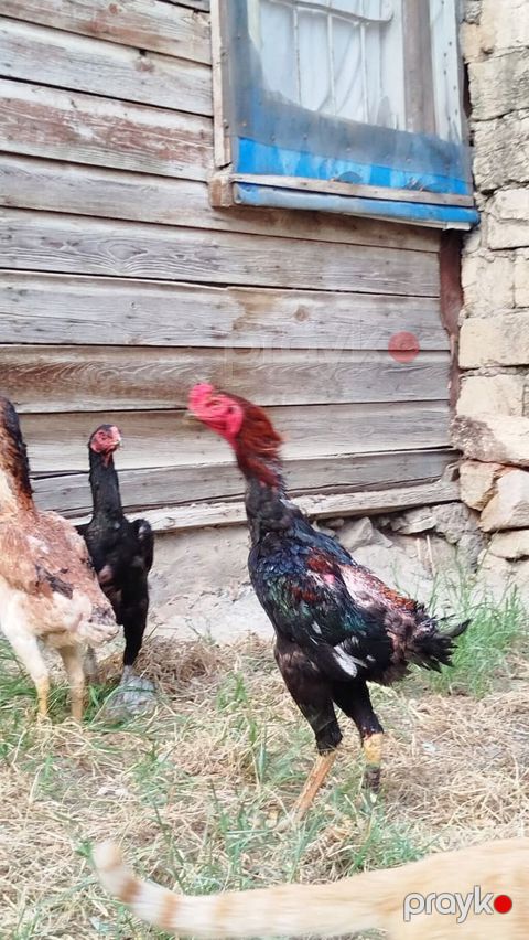 Salam hərkəsə. Heyratı Shamo satılır. sap sağlam heyvandır. endirim — Sumqayıt