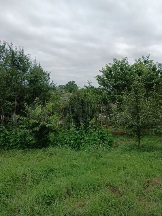 3 sot Torpaq Satılır, Qusar — Torpaq, Qusar (2)