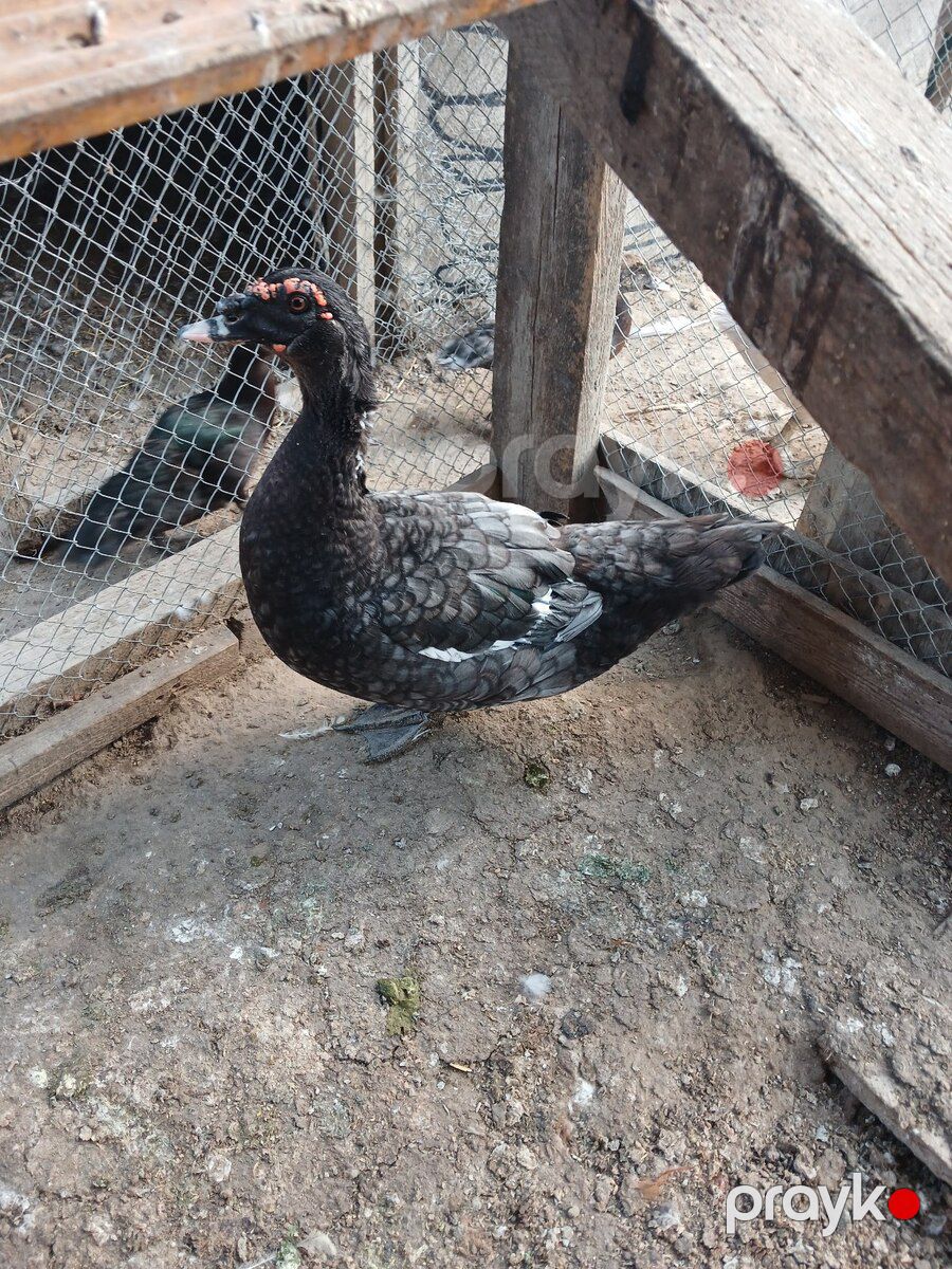Lal ördək — Quşlar, Bakı (3)