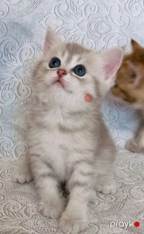 Tabbi, Dişi, Yaxşı əllərə, Ünvandan götürmə — Bakı