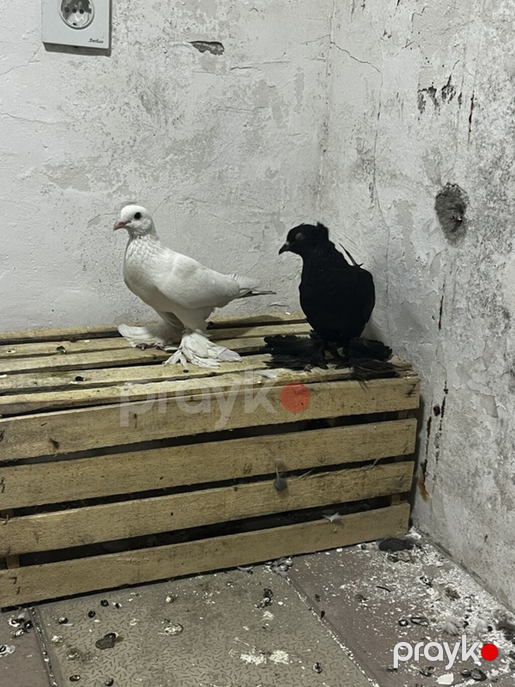 Dekarativ ana baladılar — Göyərçin, Digah (3)