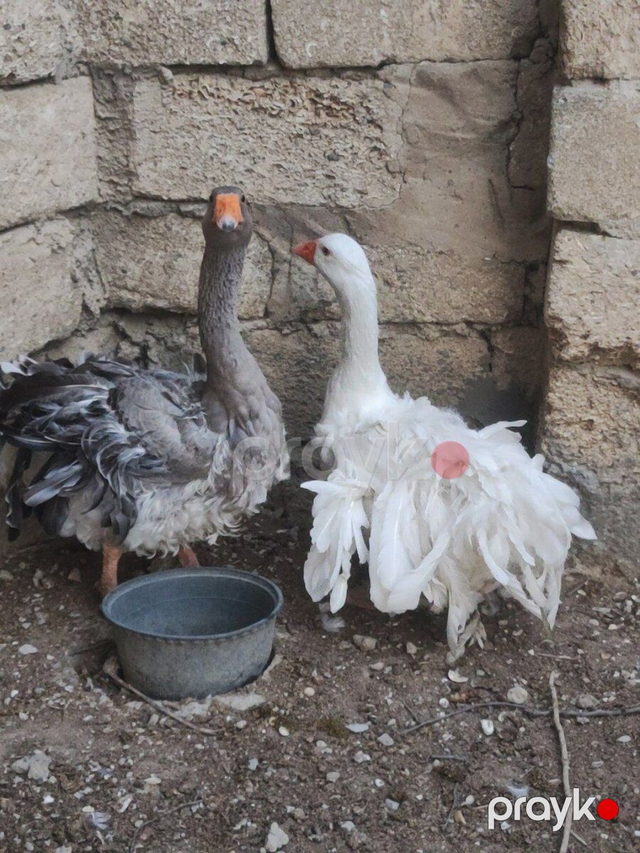 Qazlar — Quşlar, Bakı (9)