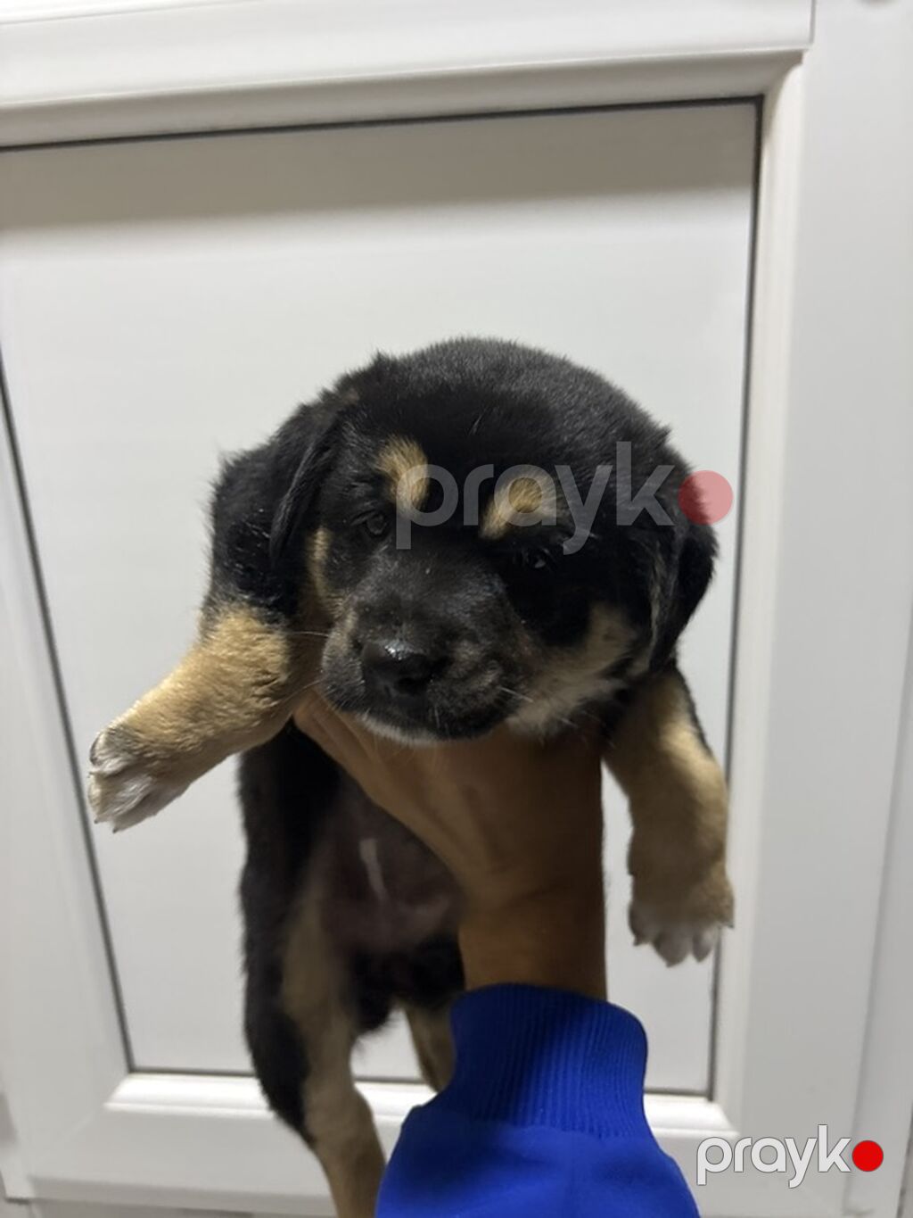 Labrador-retriver, Peyvəndli — Köpəklər, Gəncə (3)