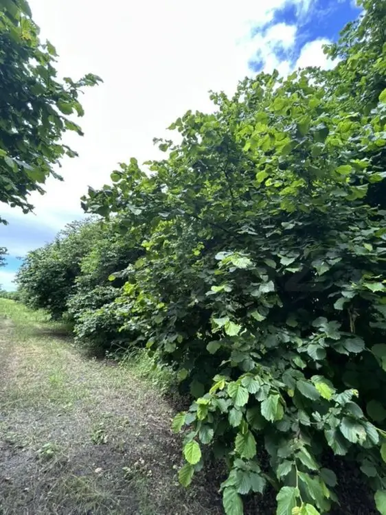 95 sot Torpaq Satılır, Zaqatala — Torpaq, Zaqatala (6)