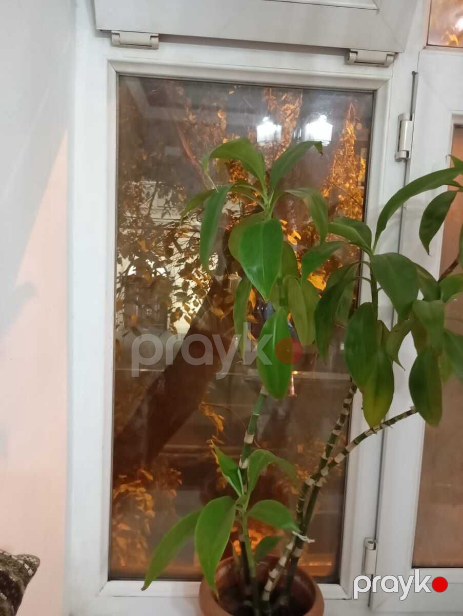 Satılır 2 otaqlı köhnə tikili 40 m² — Mənzil, Bakı (6)