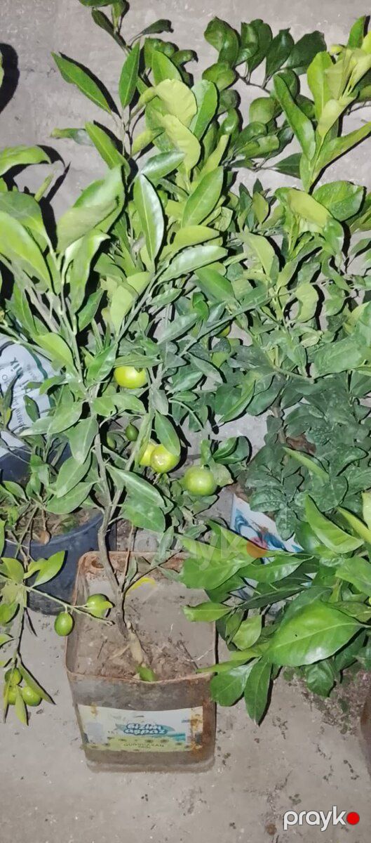 Limon ağacı — Bitkilər, Bakı (3)
