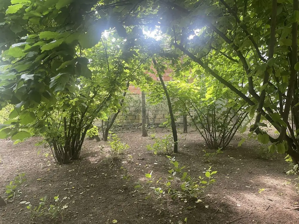 6 sot Torpaq Satılır, Oğuz — Torpaq, Oğuz (4)