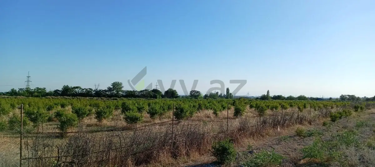 200 sot Torpaq Satılır, Göyçay — Torpaq, Göyçay (2)
