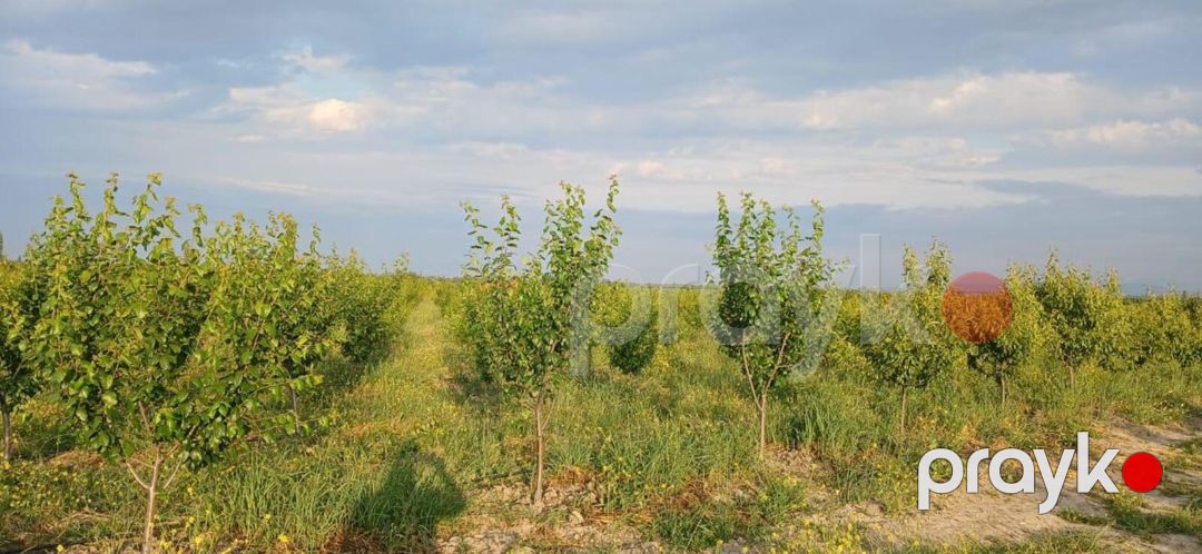 Satılır torpaq 373 sot — Torpaq, Quba (8)