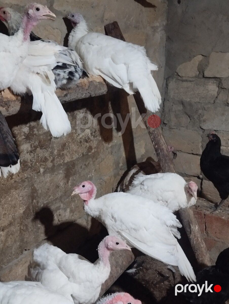 Hinduşkalar — Quşlar, Sumqayıt (3)