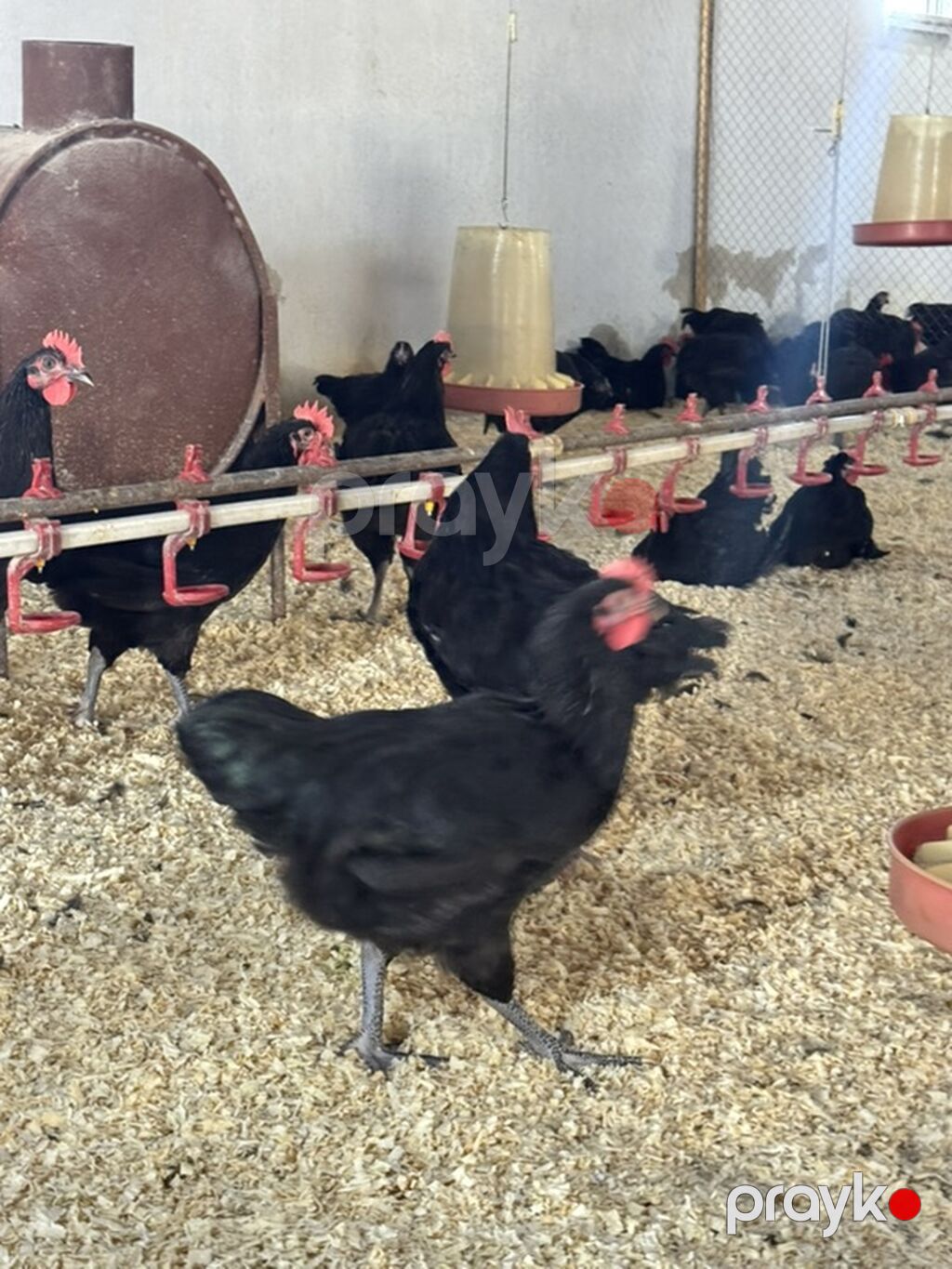 Xoruz, il: <1, Ünvandan götürmə, Pulsuz çatdırılma, Rayonlara çatdırılma — Toyuq və xoruz, Bakı (2)