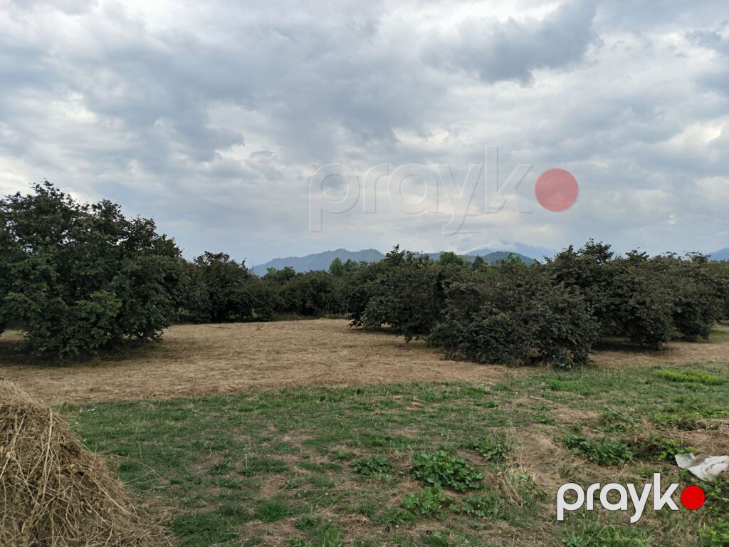 250 sot, Biznes üçün, Mülkiyyətçi, Kupça (Çıxarış) — Torpaq, Qəbələ (4)