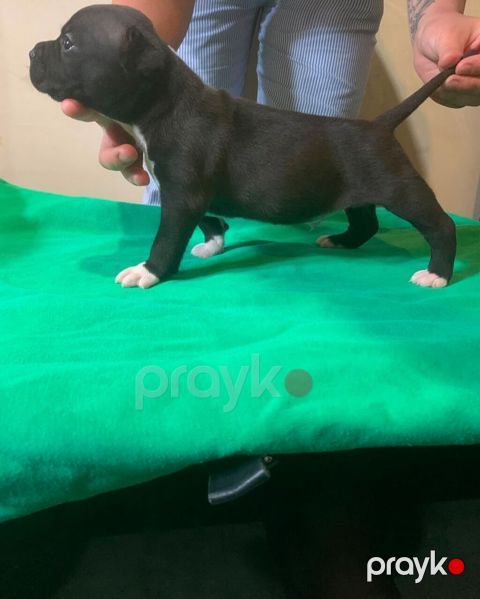 Pitbul — Bakı