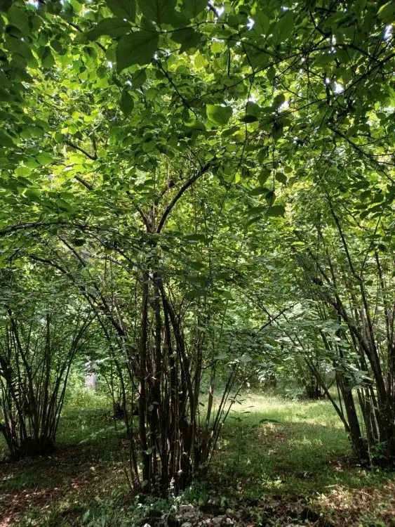4 otaqlı Həyət evi Satılır, Şəki — Ev, villa, Şəki (12)