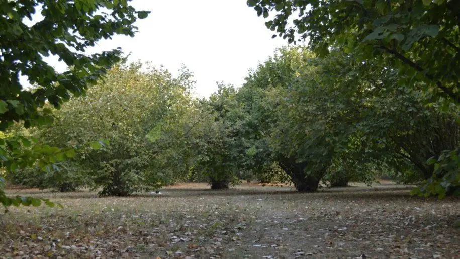 55 sot Torpaq Satılır, Oğuz — Torpaq, Oğuz (8)