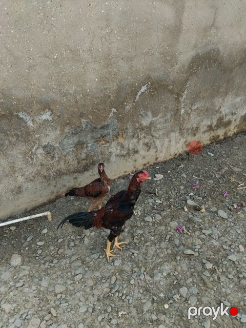 Şamo — Bakı
