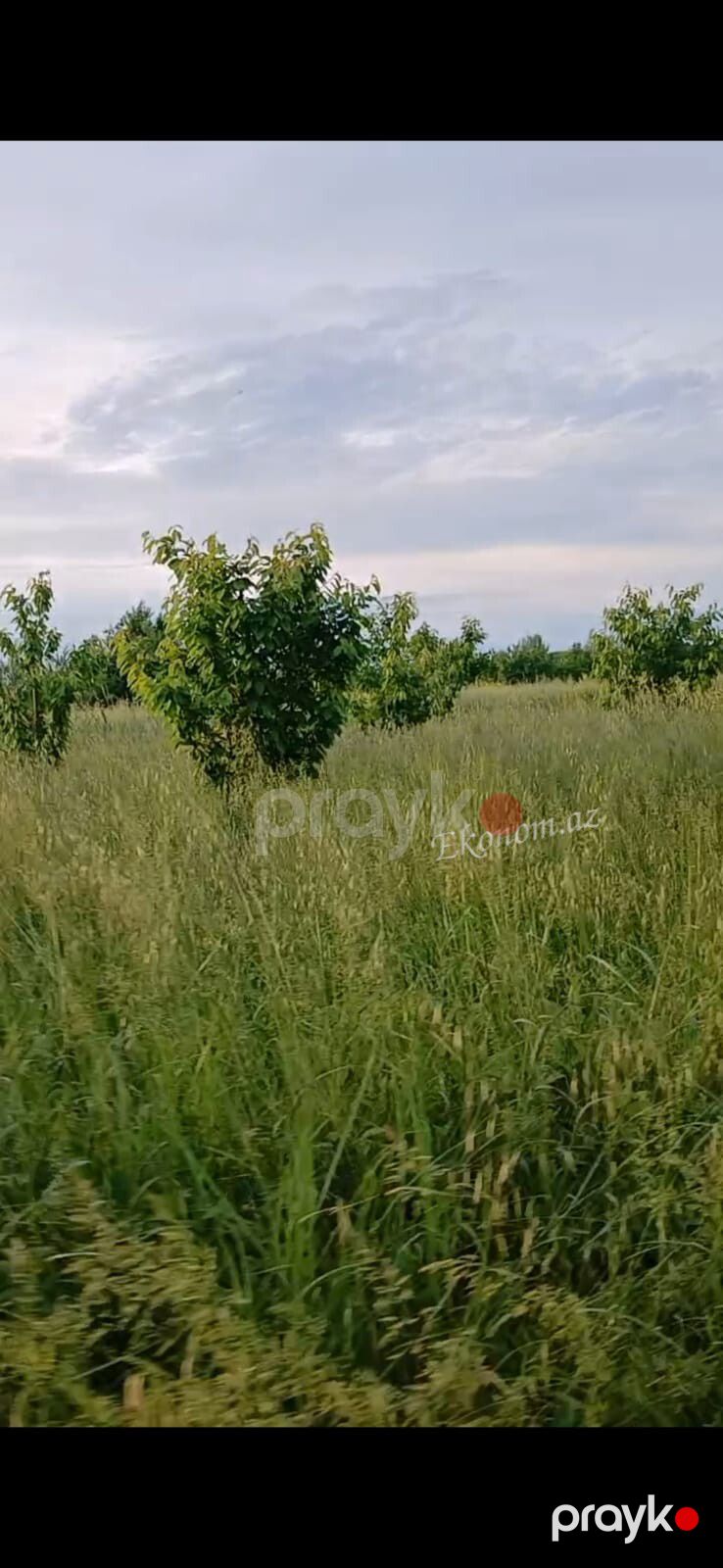 Quba rayonunda 2 hektar 13 sot bag satılır — Torpaq, Quba (3)