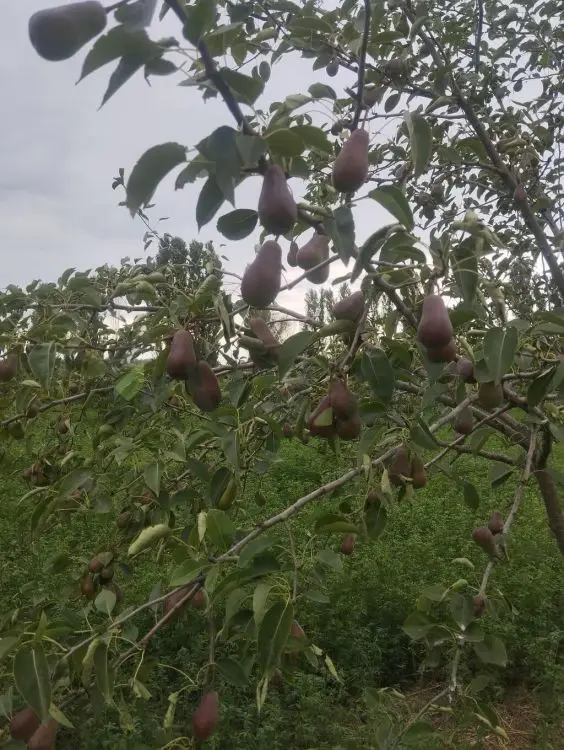 157 sot Torpaq Satılır, Xaçmaz — Torpaq, Xaçmaz (9)