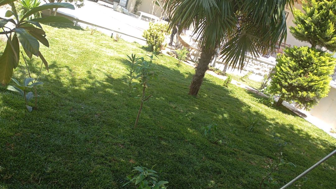 Qazon — Bitkilər, Bakı (3)