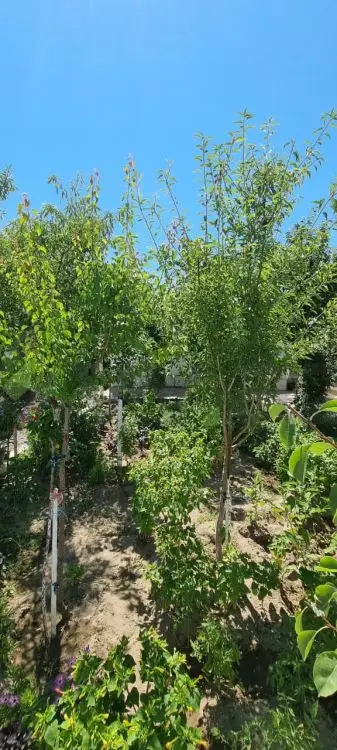 4 otaqlı Həyət evi Satılır, Buzovna, Xəzər, Bakı — Bakı