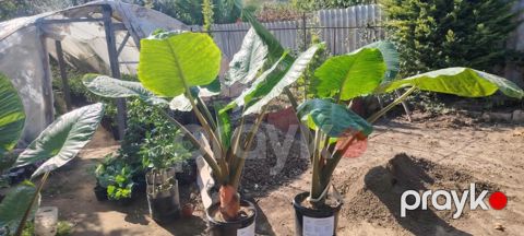 Bitki: Alocasia macrorrhizos (Giant Taro / Elephant Ear) – iri — Bakı