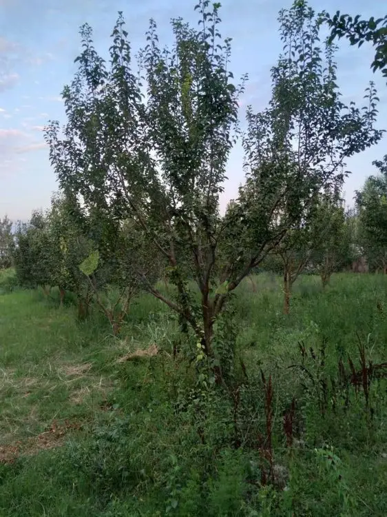 95 sot Torpaq Satılır, Göyçay — Torpaq, Göyçay (2)