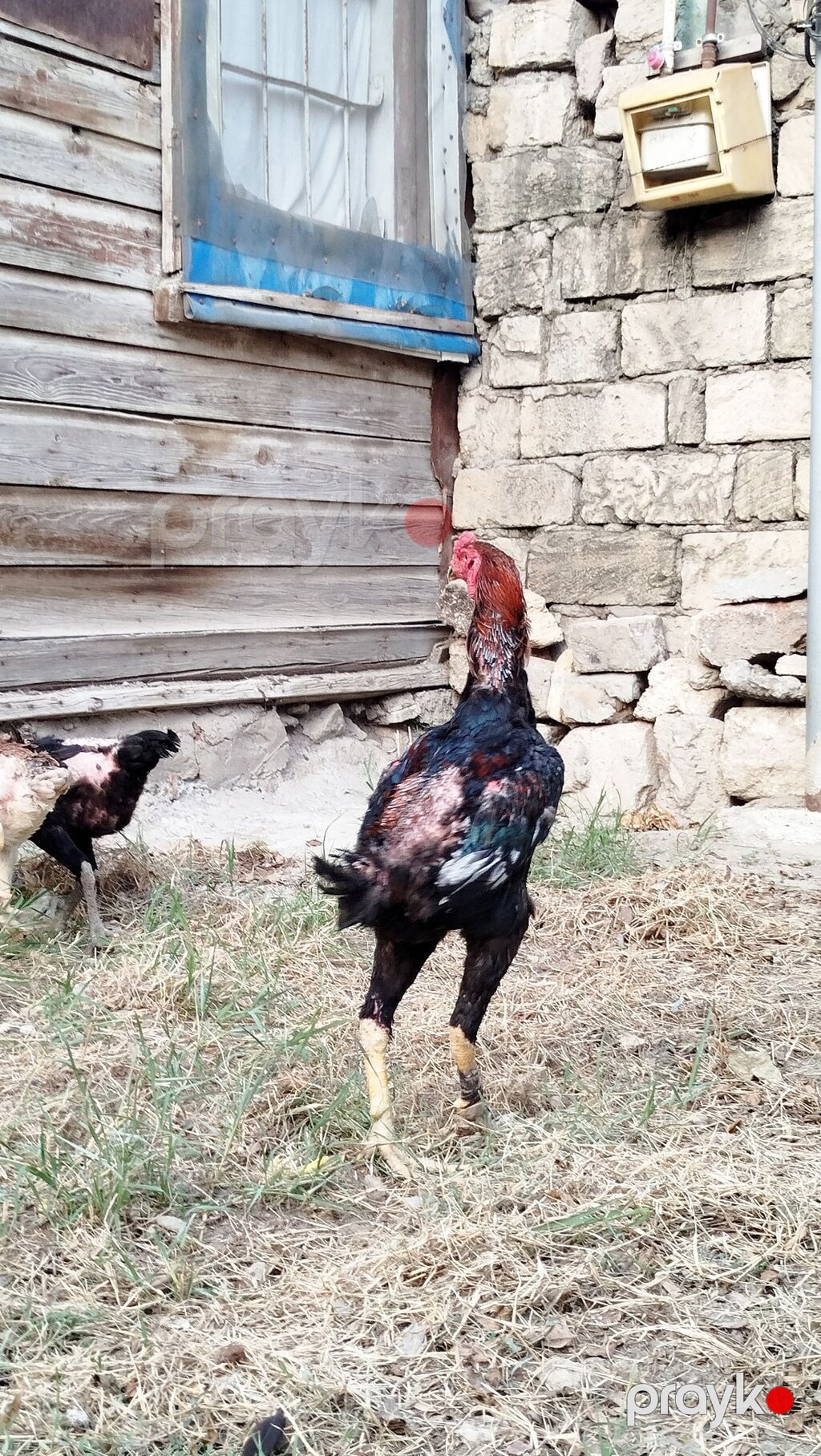 Salam hərkəsə. Heyratı Shamo satılır. sap sağlam heyvandır. endirim — Toyuq və xoruz, Sumqayıt (5)