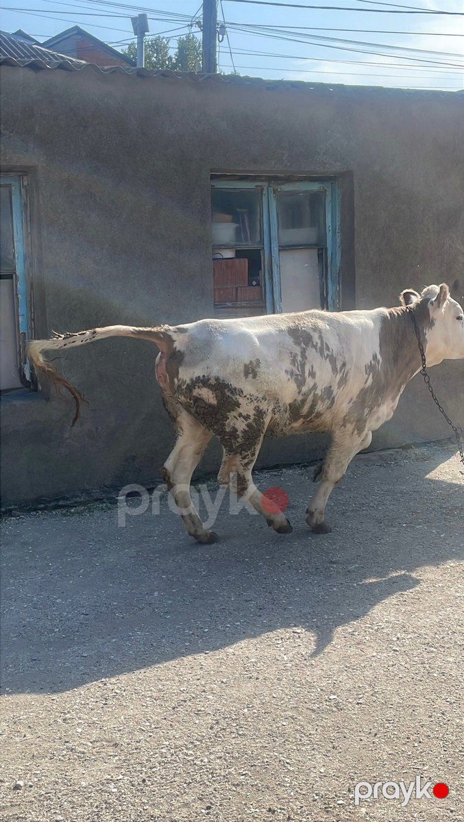 Düyələr — Kənd təsərrüfatı heyvanları, Bakı (3)