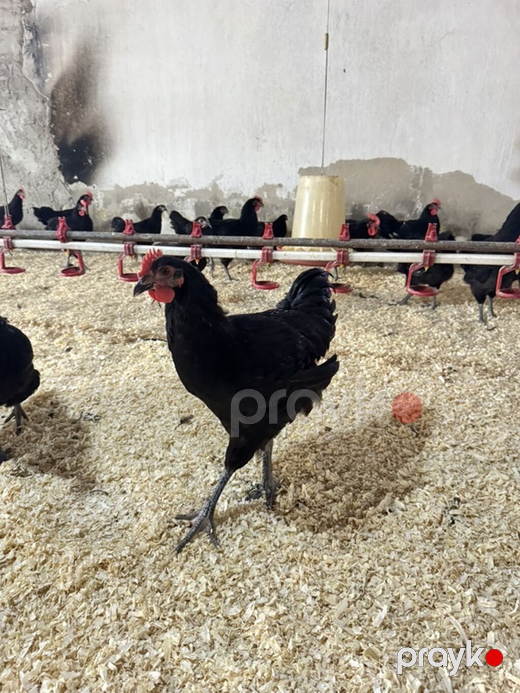Xoruz, il: <1, Ünvandan götürmə, Pulsuz çatdırılma, Rayonlara çatdırılma — Toyuq və xoruz, Bakı (5)