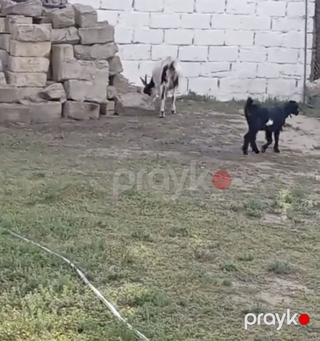 Ana keçi və dişi bala satılır. - Ana: ağ-qara rəngdə, buynuzlu, süd — Kənd təsərrüfatı heyvanları, Digah (2)