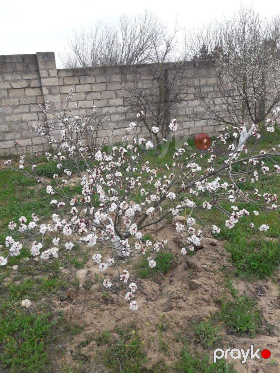 12 sot torpaq sahəsi, Oğuz r — Torpaq, Oğuz (6)