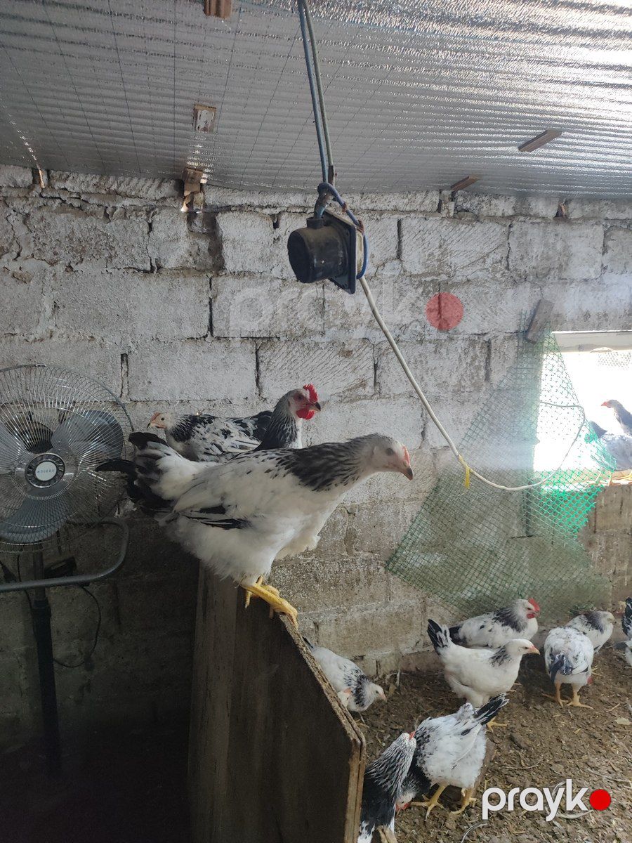 Serebrist cücələri — Quşlar, Bakı (5)