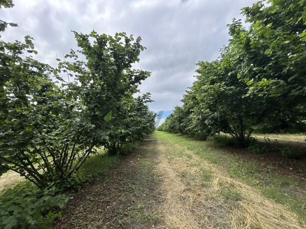 95 sot Torpaq Satılır, Zaqatala — Torpaq, Zaqatala (3)