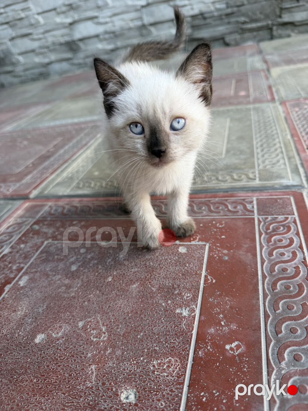 Siam, Erkək, Yaxşı əllərə — Pişiklər, Sumqayıt (9)