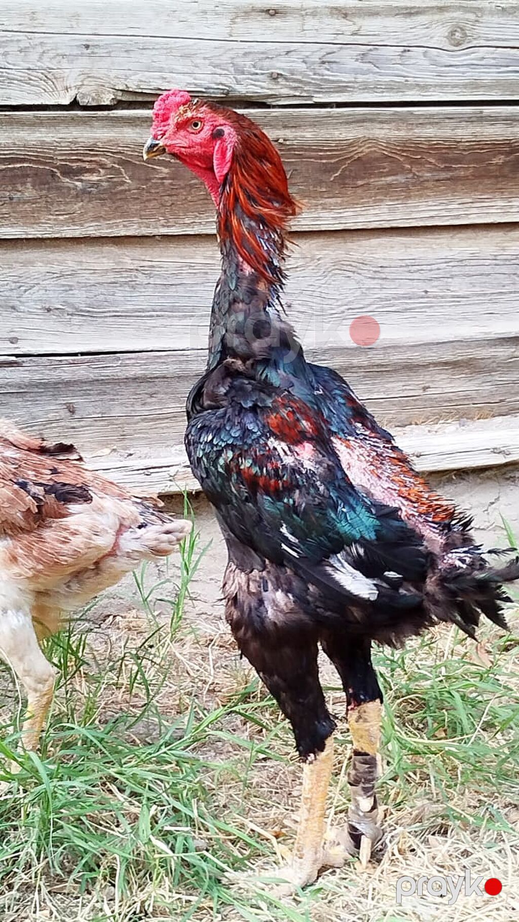 Salam hərkəsə. Heyratı Shamo satılır. sap sağlam heyvandır. endirim — Toyuq və xoruz, Sumqayıt (2)