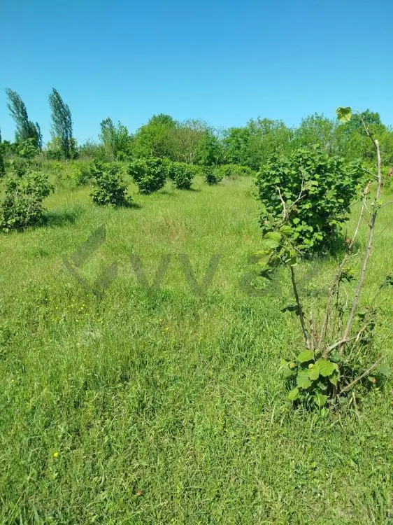 12 sot Torpaq Satılır, Şabran — Torpaq, Şabran (2)