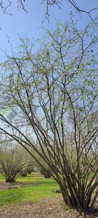 219 sot Torpaq Satılır, Zaqatala — Torpaq, Zaqatala (8)