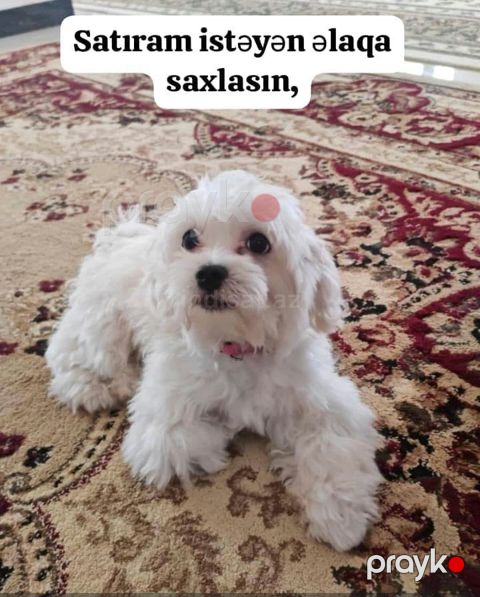 Maltipoo — Bakı
