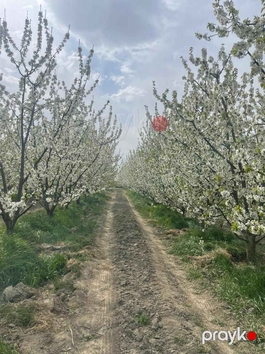 Satılır torpaq 2500 sot — Torpaq, Quba (4)