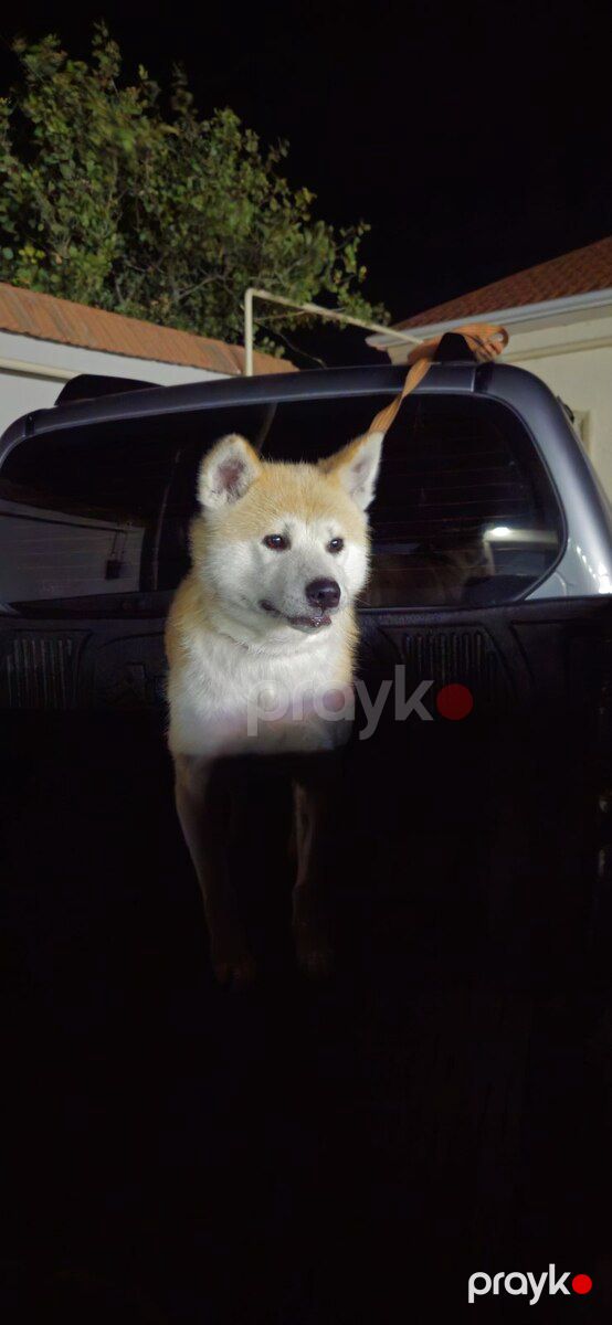 Akita-inu — Köpəklər, Bakı (2)