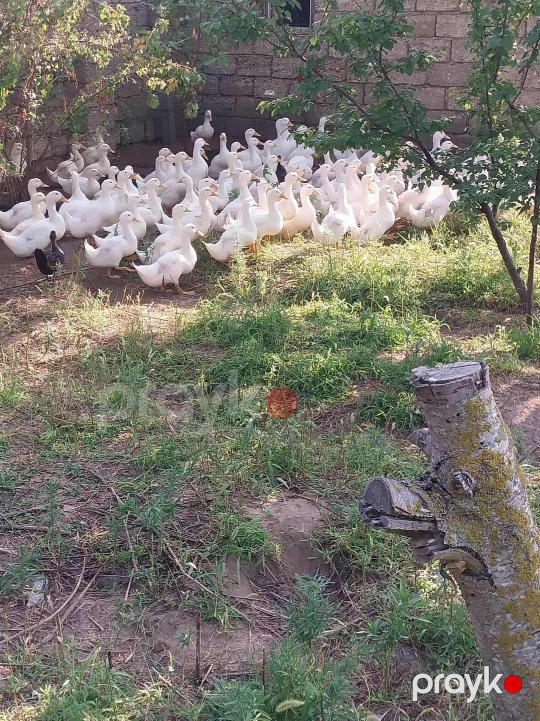 Ördəklər — Quşlar, Bakı (2)